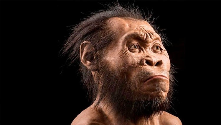 homo-sapiens homo sapiens